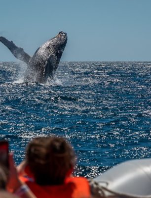 Whale-Watching-Puerto-Vallarta